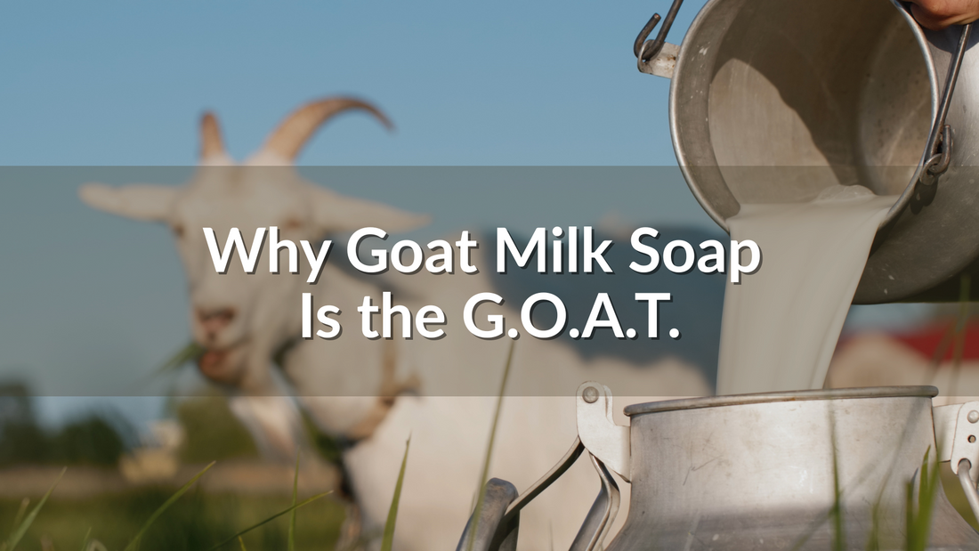 Goat milk being poured into a metal pail with a goat in background, blog title overlay Why Goat Milk Soap is the GOAT