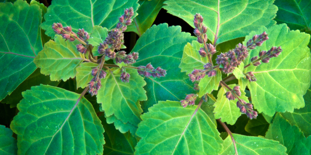 Patchouli plant that is used in our goat milk soap