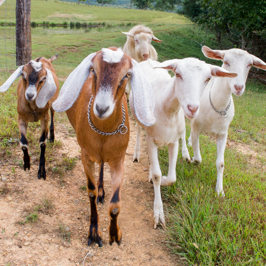 Goat Milk Soap - Handmade Soap