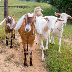 Happy Goats Make Happy Goat's Milk Soap