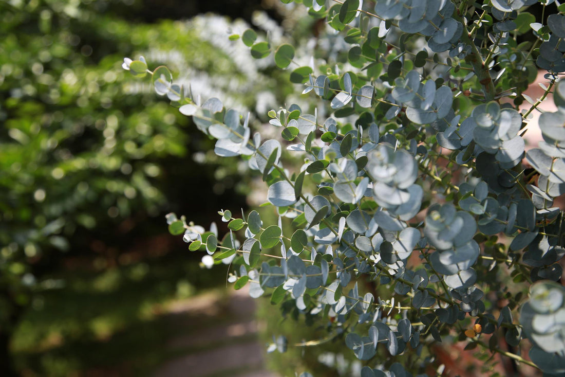 The Benefits of Eucalyptus Grove Goat's Milk Soap