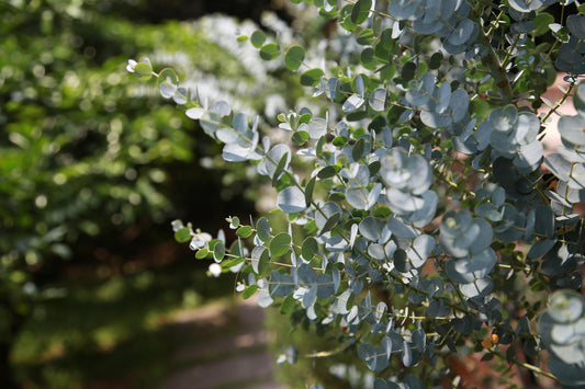 The Benefits of Eucalyptus Grove Goat's Milk Soap