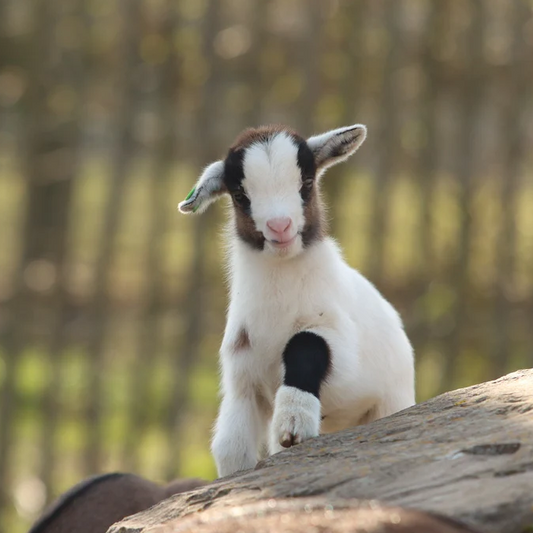 7 Benefits of Goat's Milk Soap for Eczema